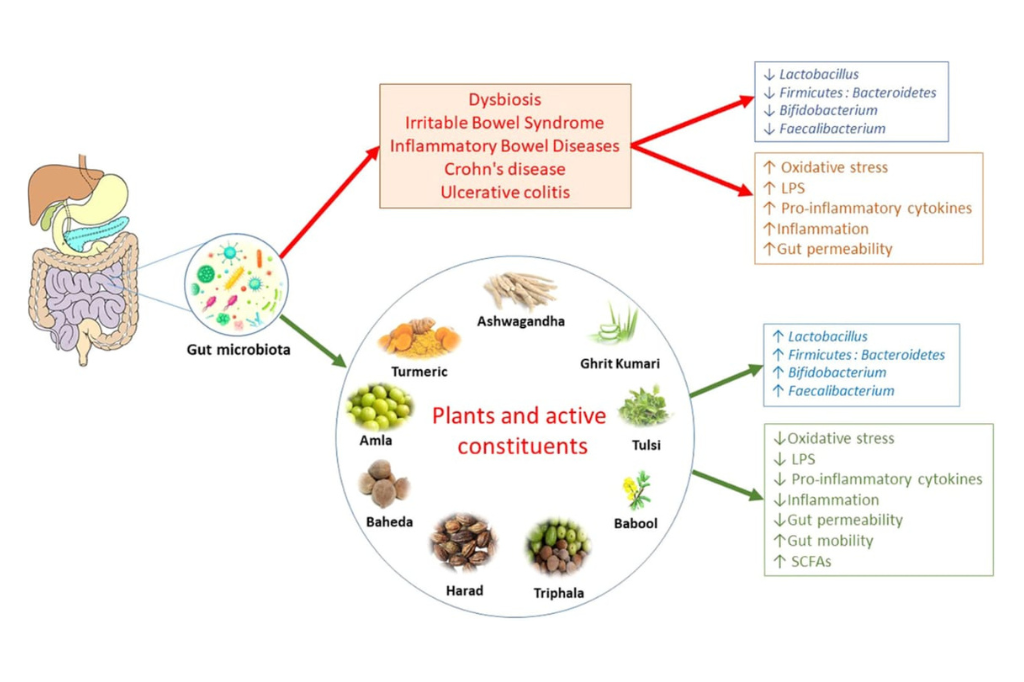 Ayurvedic Treatment for GIT : Kottakkal Healthacre
